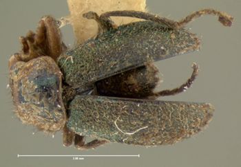 Media type: image;   Entomology 3452 Aspect: habitus dorsal view